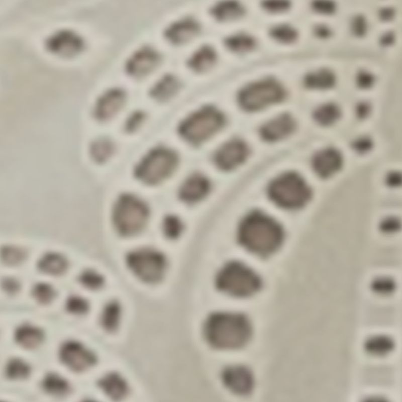Detalle del tejido laise de la Falda Cropped Laise Sueño Sereno, evidenciando el patrón calado.