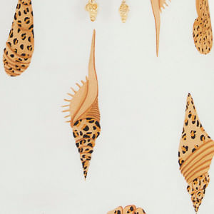347902_53124_10-MAIO-DOUBLE-CONCHA-PINTADA